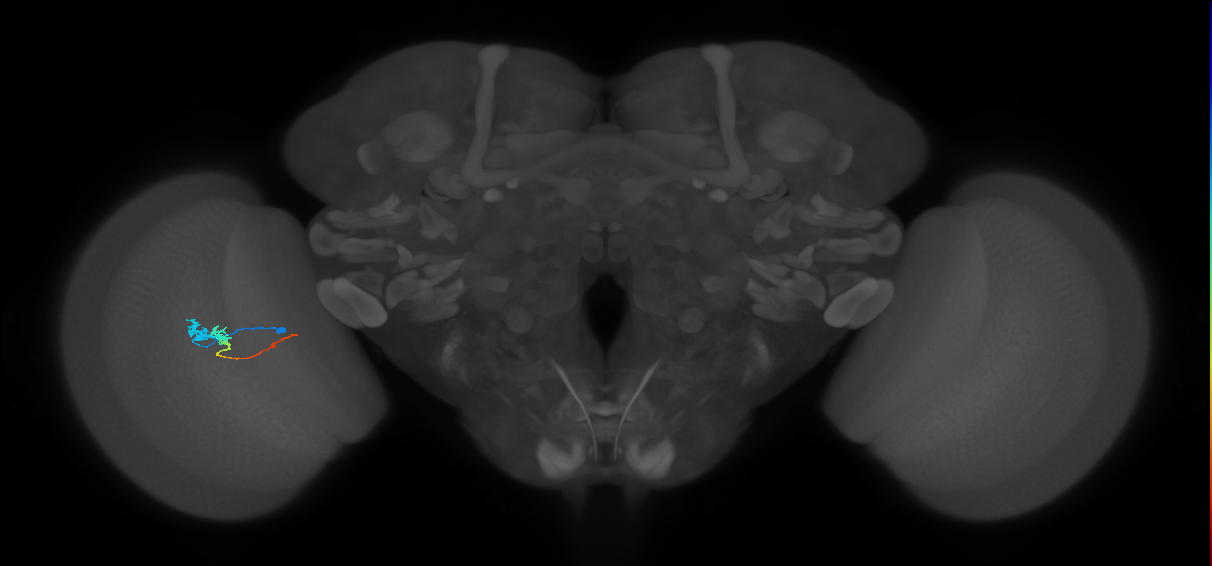 Tm3_L (MaleCNS:519641)