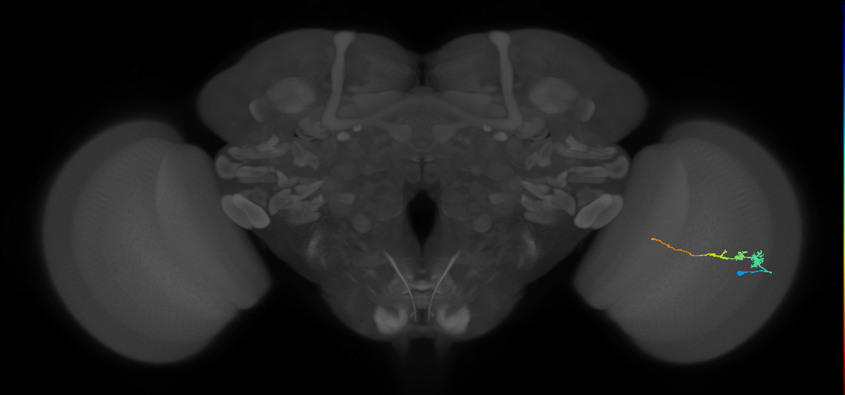Tm3_R (MaleCNS:118924)