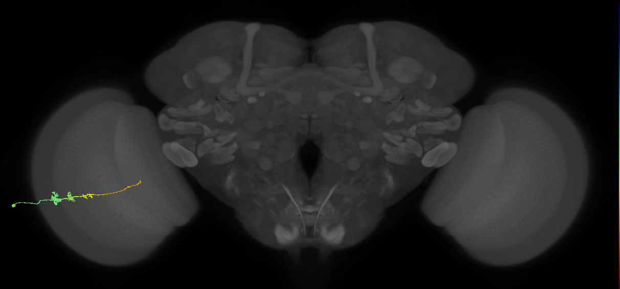 Tm3_L (MaleCNS:523832)