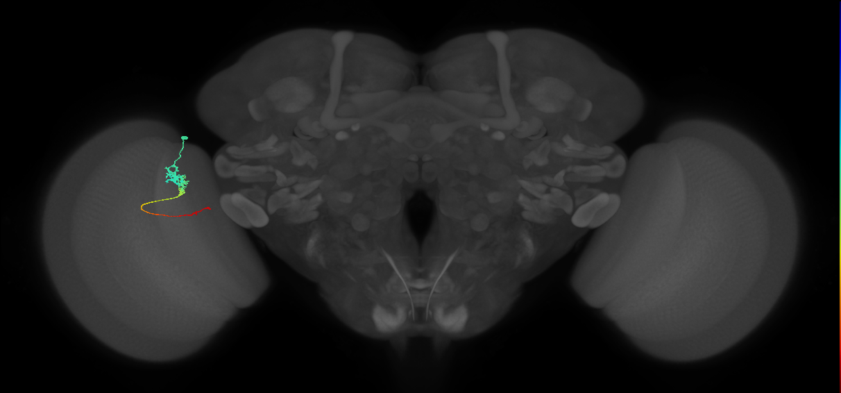 Tm3_L (MaleCNS:92331)