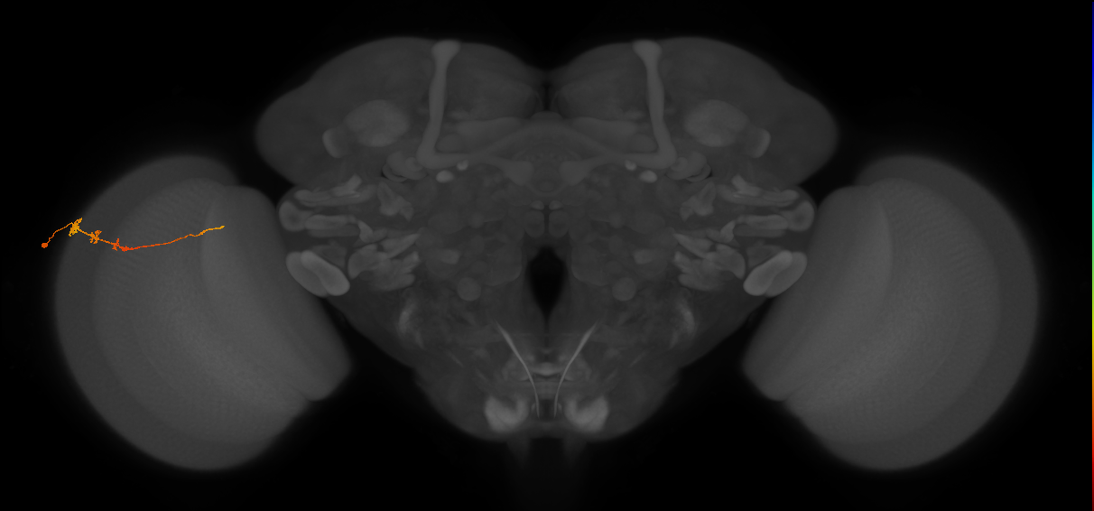 Tm3_L (MaleCNS:88382)