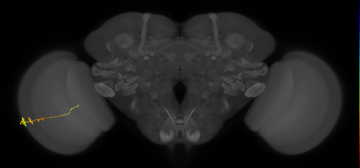 Tm3_L (MaleCNS:64941)