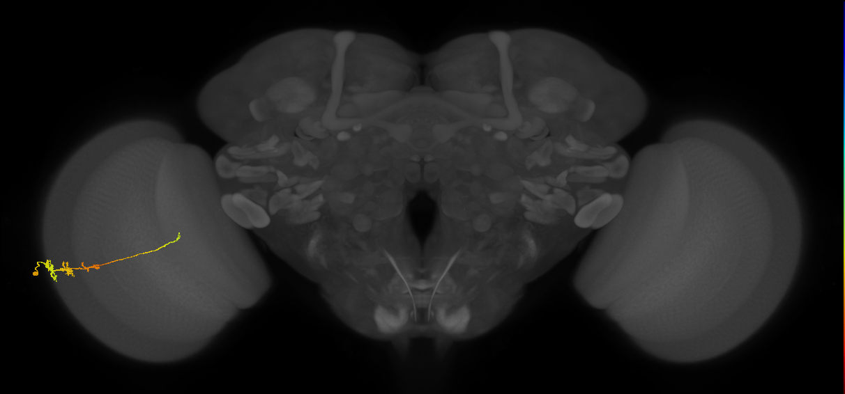 Tm3_L (MaleCNS:516984)