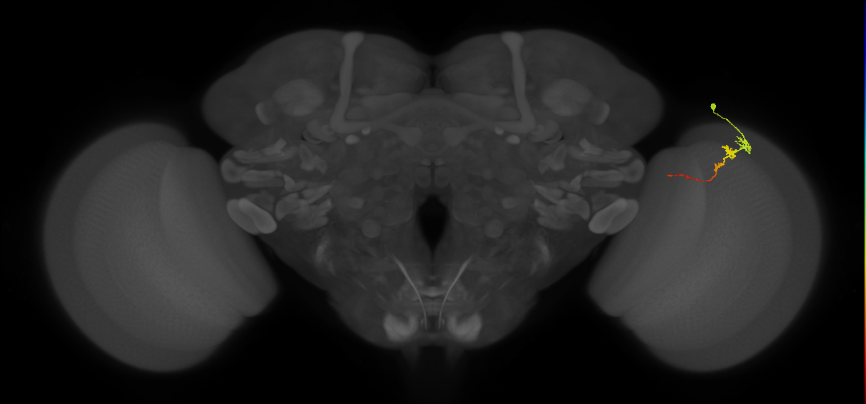 Tm3_R (MaleCNS:88956)