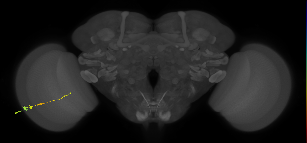 Tm3_L (MaleCNS:31659)