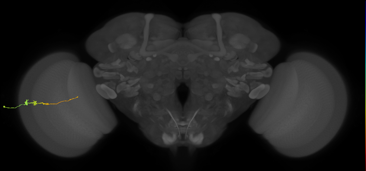 Tm3_L (MaleCNS:135054)