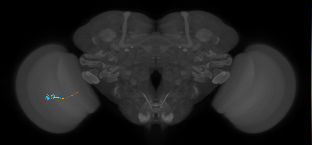Tm3_L (MaleCNS:84097)