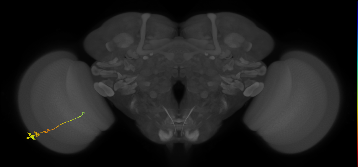 Tm3_L (MaleCNS:90789)