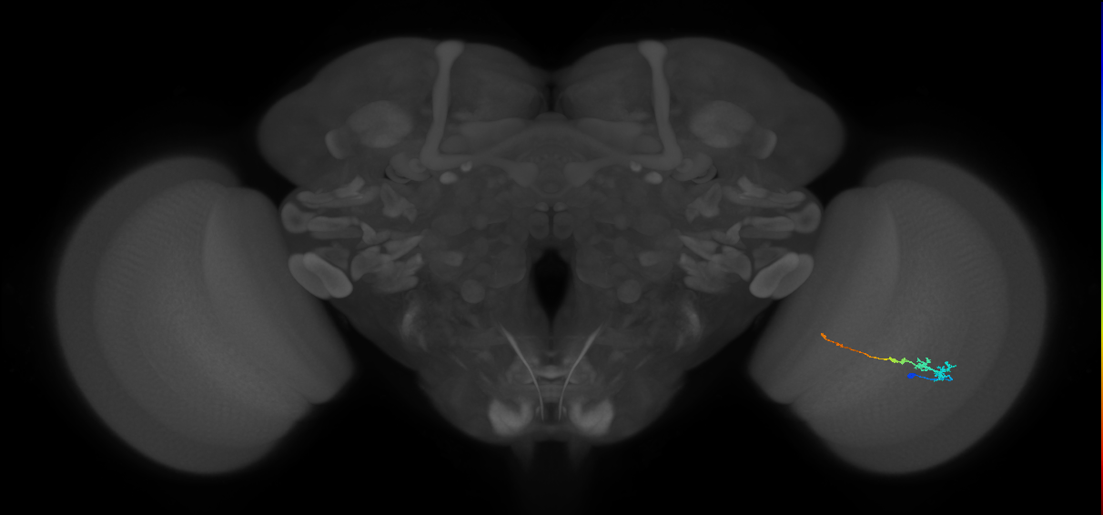 Tm3_R (MaleCNS:82498)