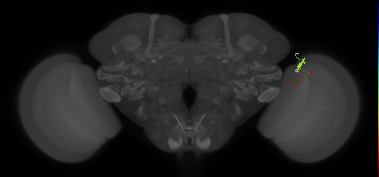 Tm3_R (MaleCNS:116533)