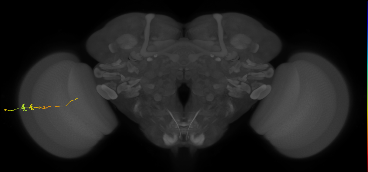 Tm3_L (MaleCNS:127129)