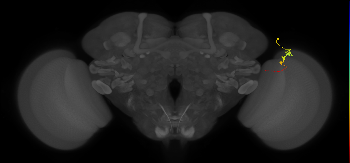 Tm3_R (MaleCNS:95557)