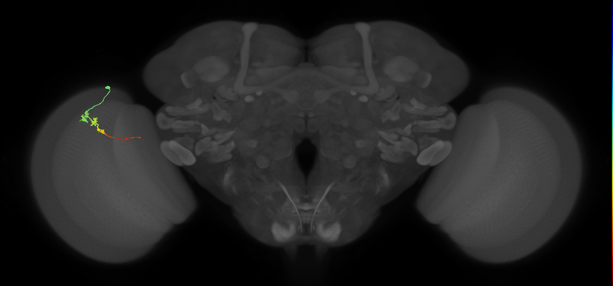 Tm3_L (MaleCNS:65024)