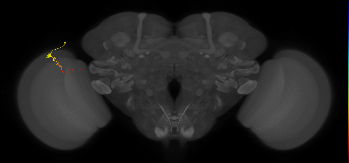 Tm3_L (MaleCNS:534566)