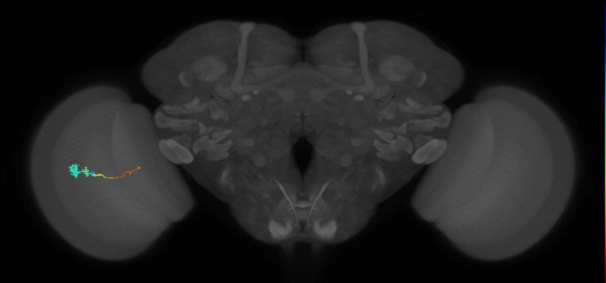 Tm3_L (MaleCNS:109738)