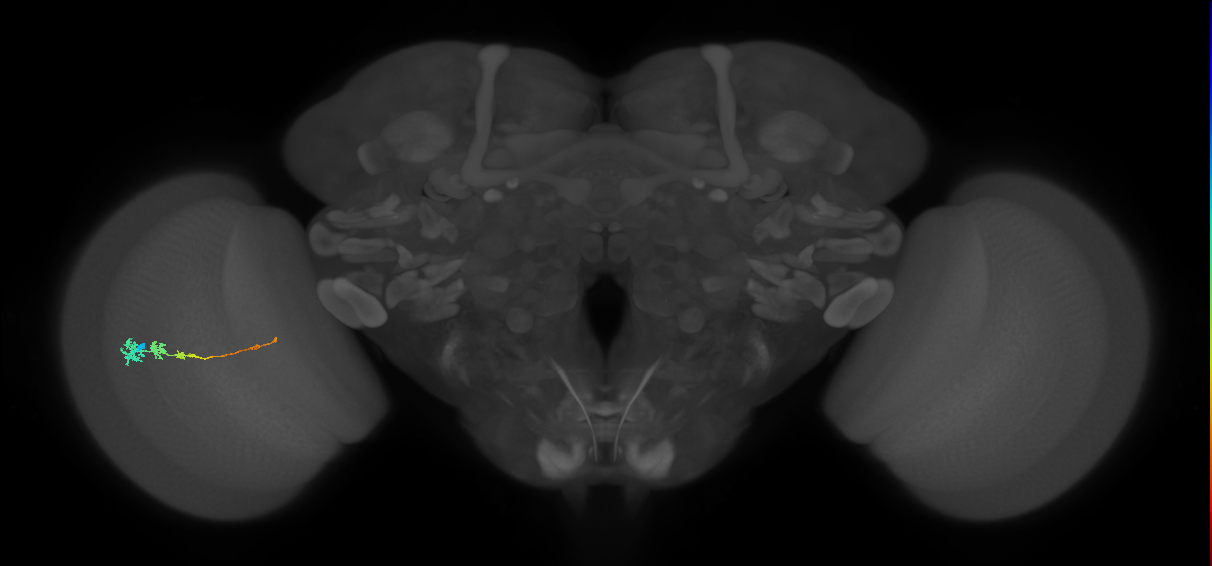 Tm3_L (MaleCNS:536610)