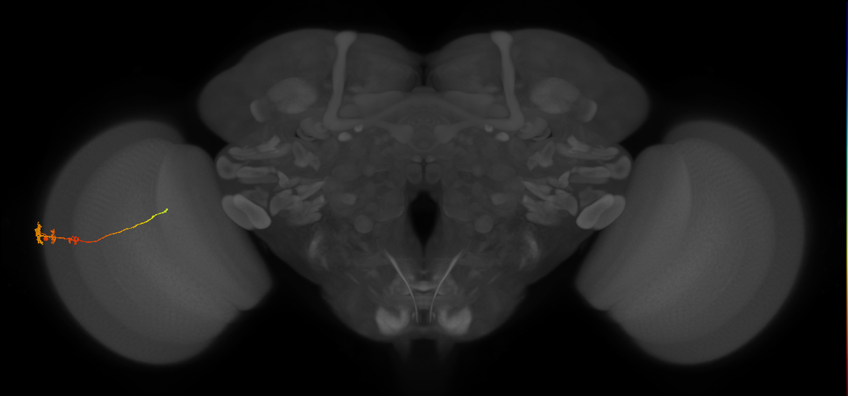 Tm3_L (MaleCNS:511969)