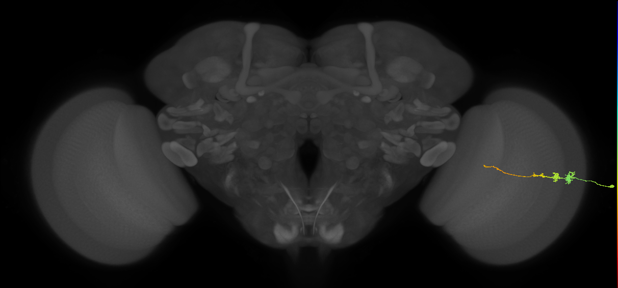 Tm3_R (MaleCNS:72796)
