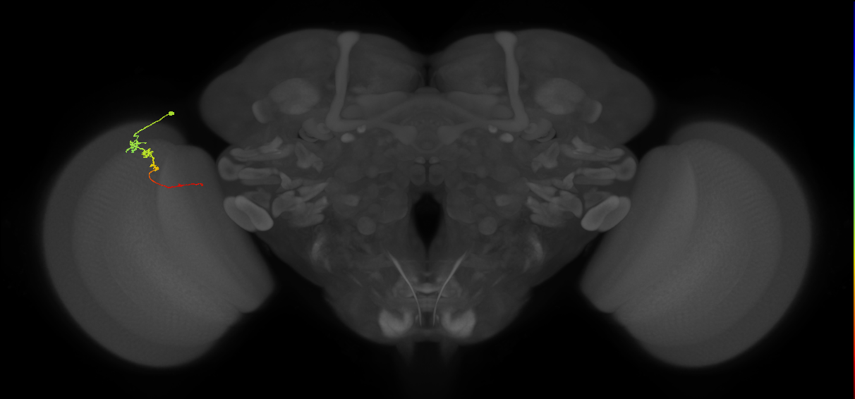 Tm3_L (MaleCNS:98269)