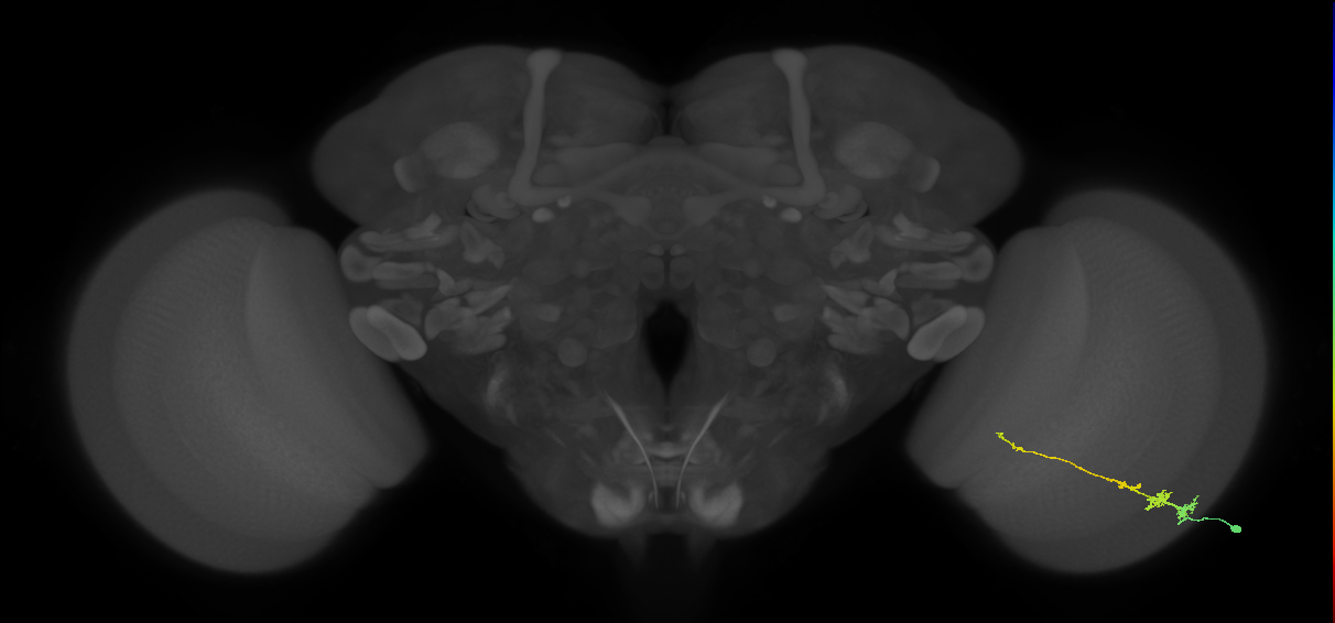 Tm3_R (MaleCNS:66979)