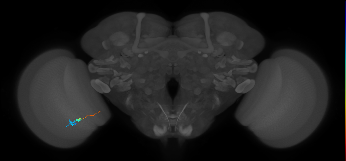 Tm3_L (MaleCNS:546283)