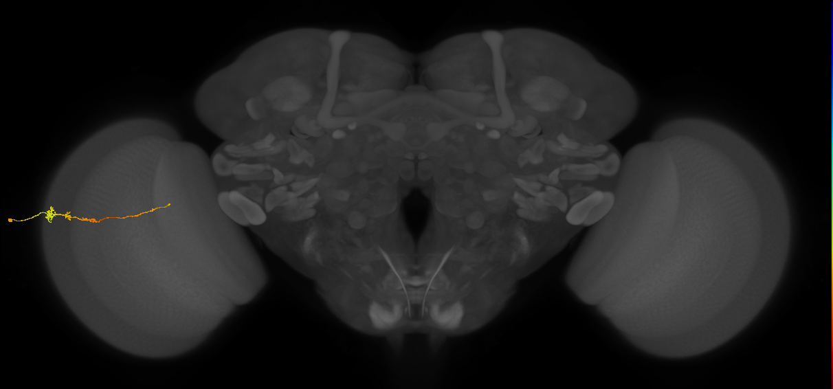 Tm3_L (MaleCNS:113213)