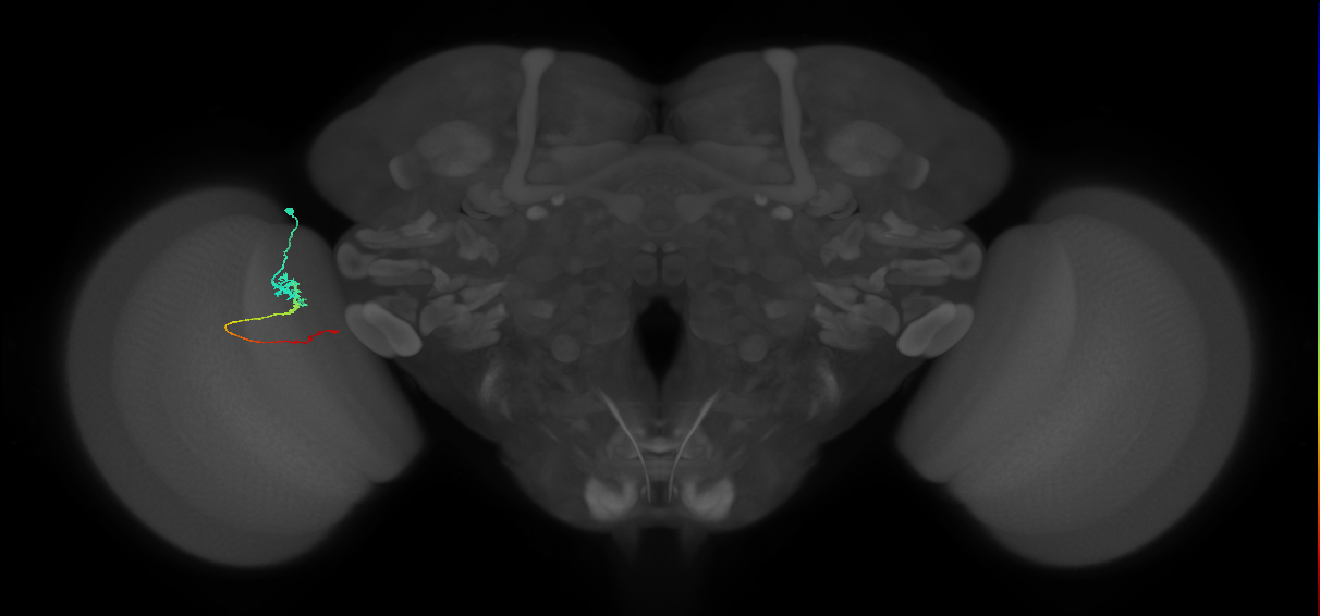 Tm3_L (MaleCNS:529990)