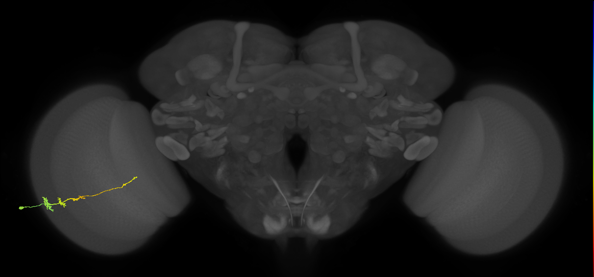 Tm3_L (MaleCNS:105056)