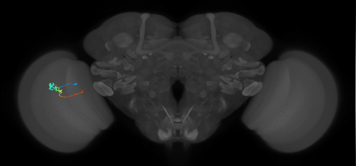 Tm3_L (MaleCNS:76422)