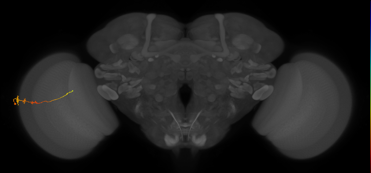 Tm3_L (MaleCNS:77638)