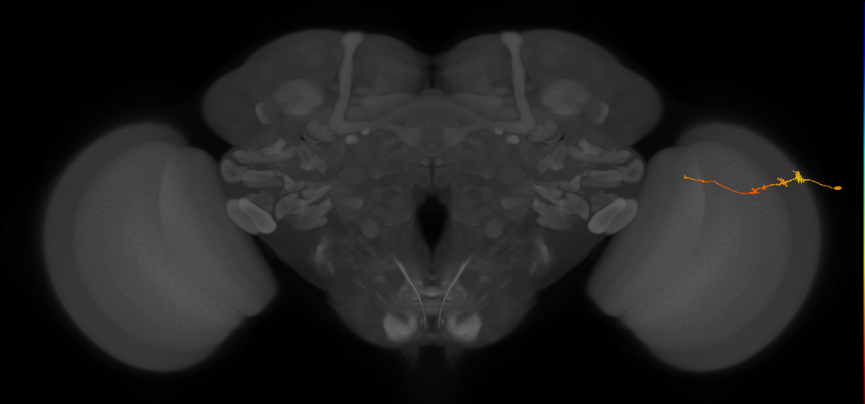 Tm3_R (MaleCNS:92796)