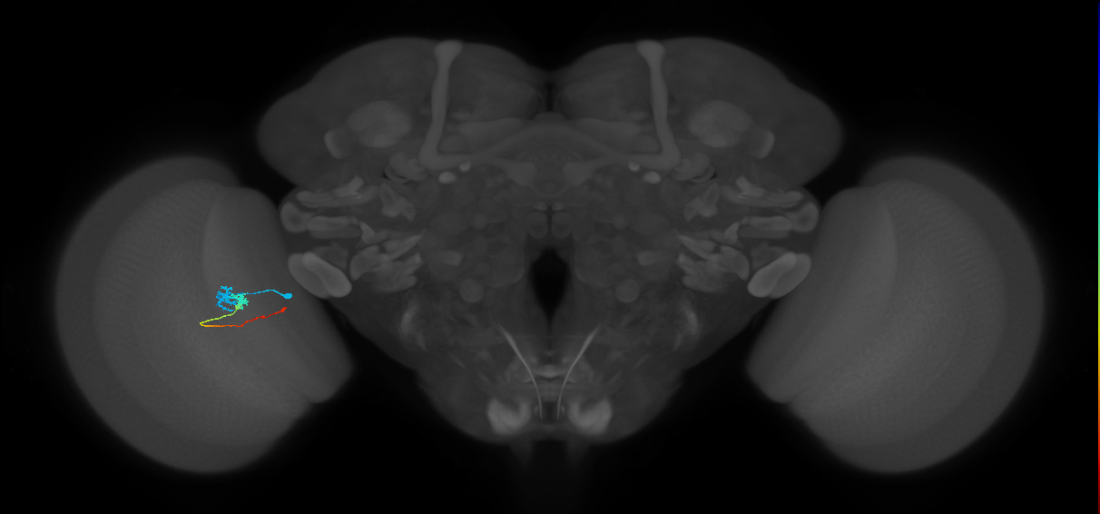 Tm3_L (MaleCNS:136021)