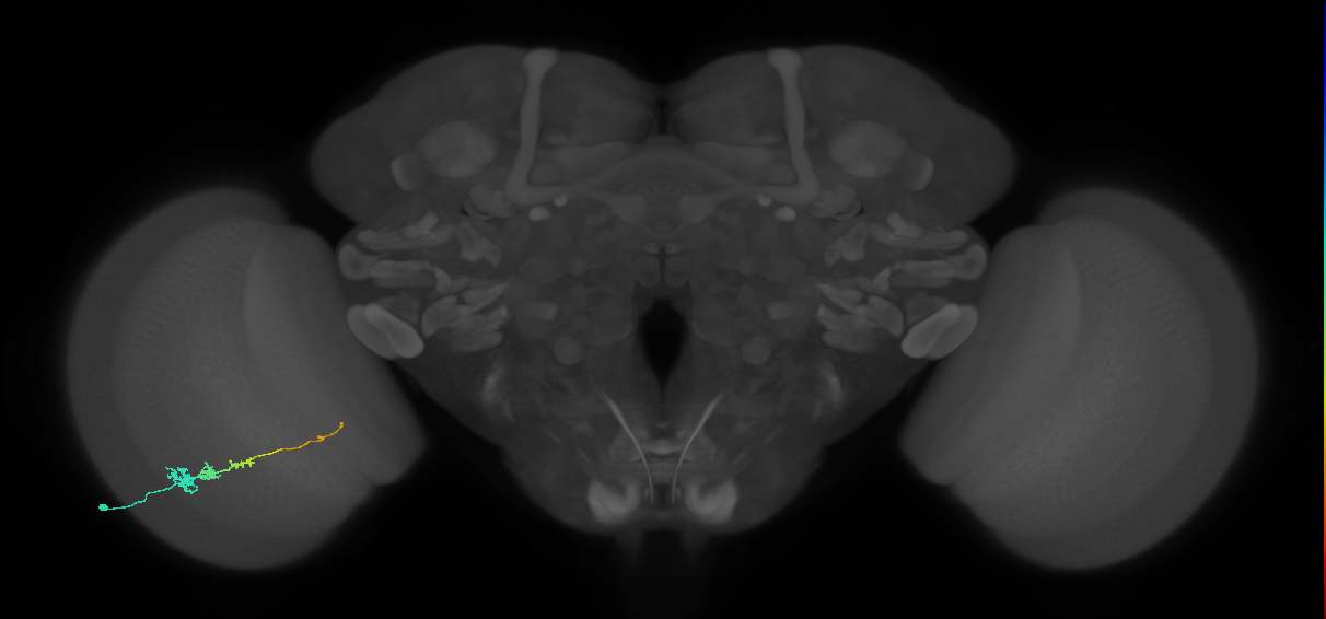 Tm3_L (MaleCNS:108792)