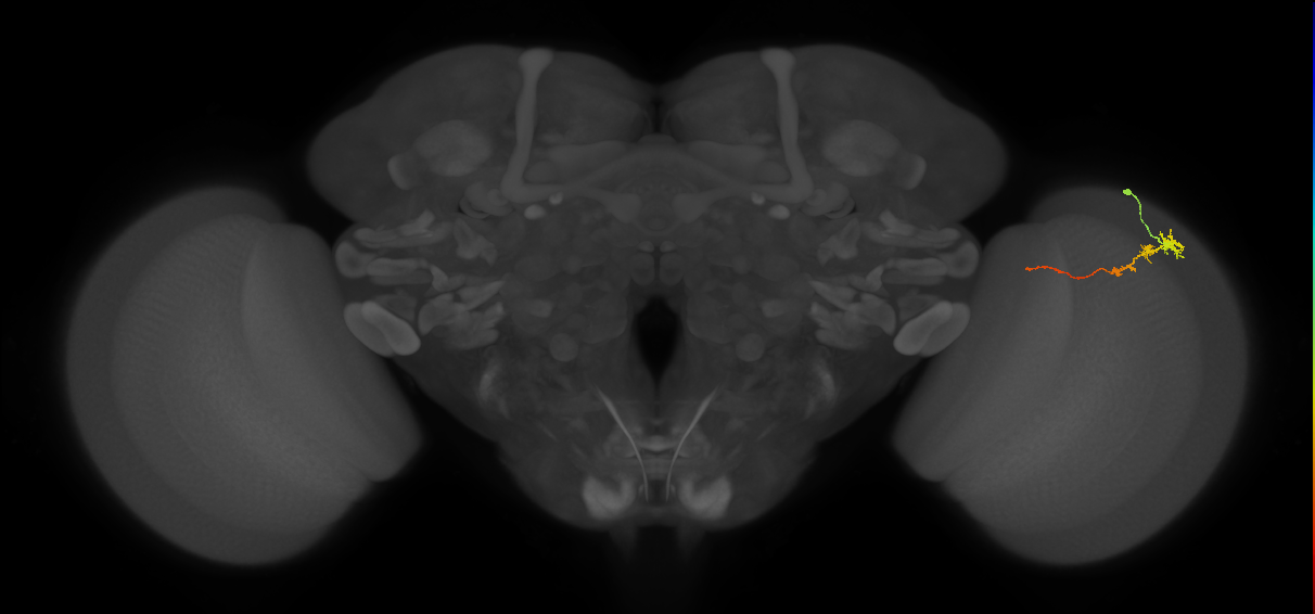 Tm3_R (MaleCNS:136187)