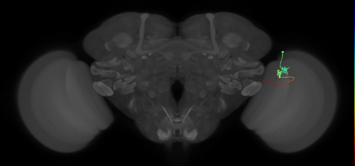 Tm3_R (MaleCNS:91102)