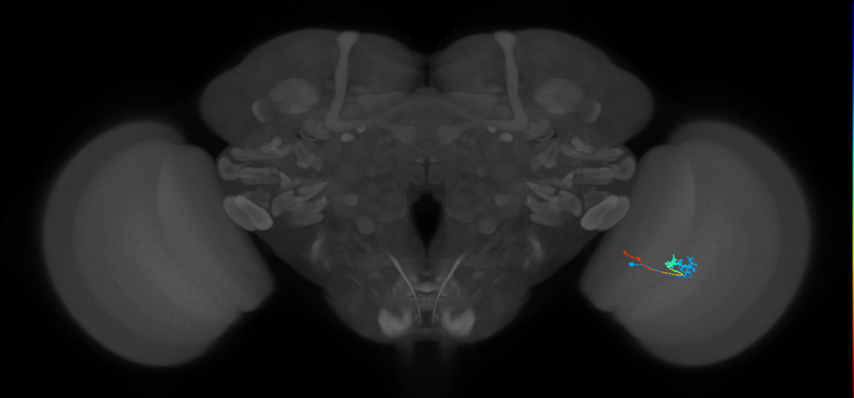 Tm3_R (MaleCNS:85009)