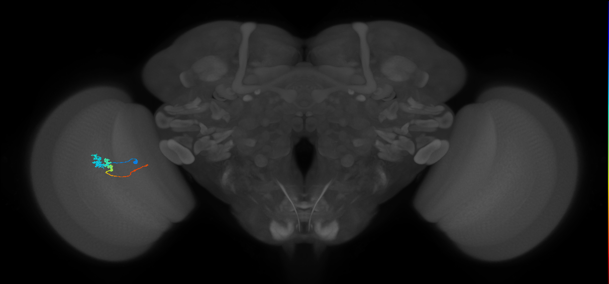 Tm3_L (MaleCNS:143590)