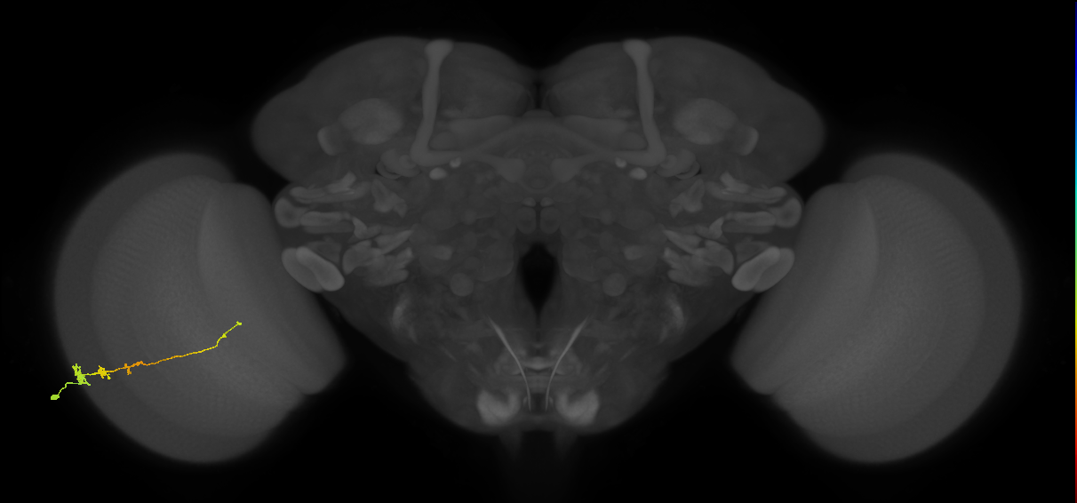 Tm3_L (MaleCNS:68551)