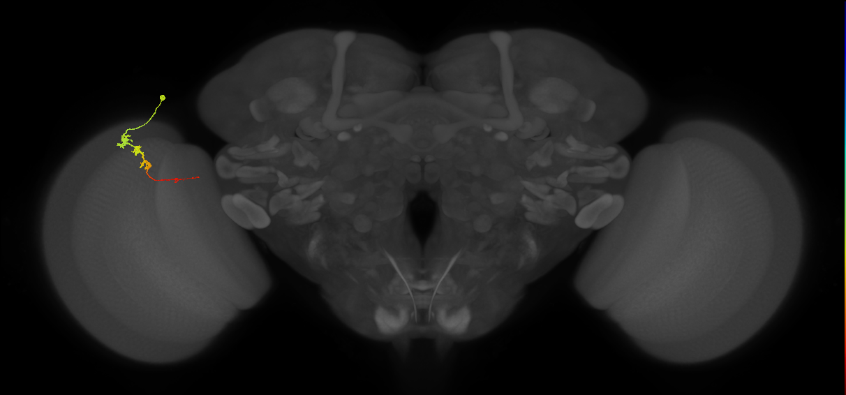 Tm3_L (MaleCNS:70577)