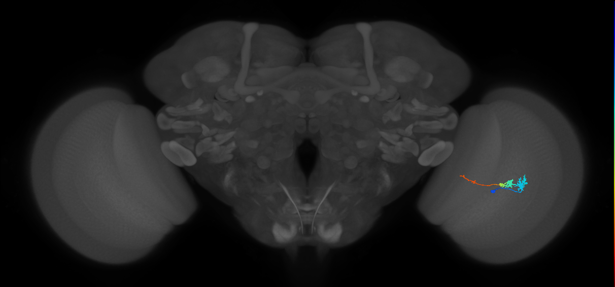 Tm3_R (MaleCNS:74927)