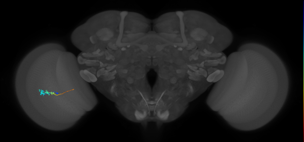Tm3_L (MaleCNS:89296)