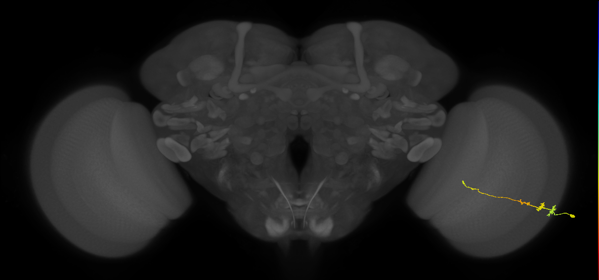 Tm3_R (MaleCNS:64539)