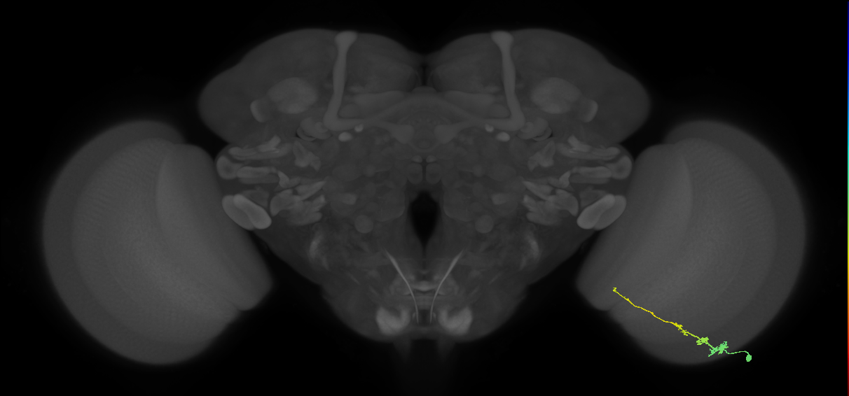 Tm3_R (MaleCNS:77142)