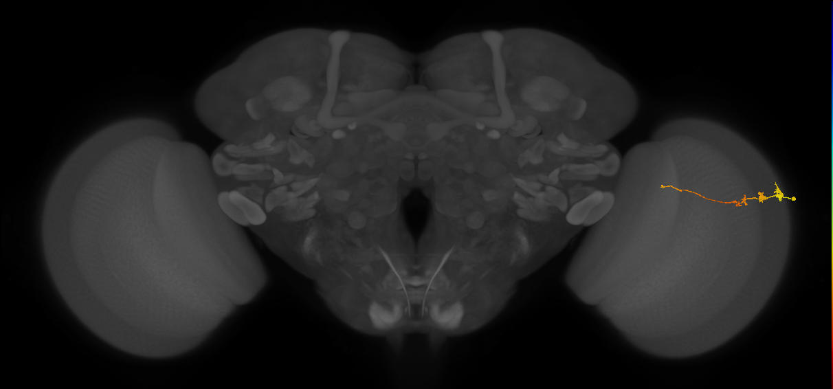 Tm3_R (MaleCNS:85355)