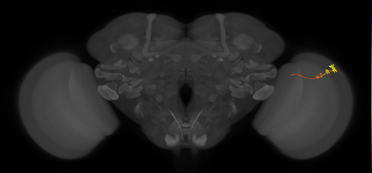 Tm3_R (MaleCNS:79366)