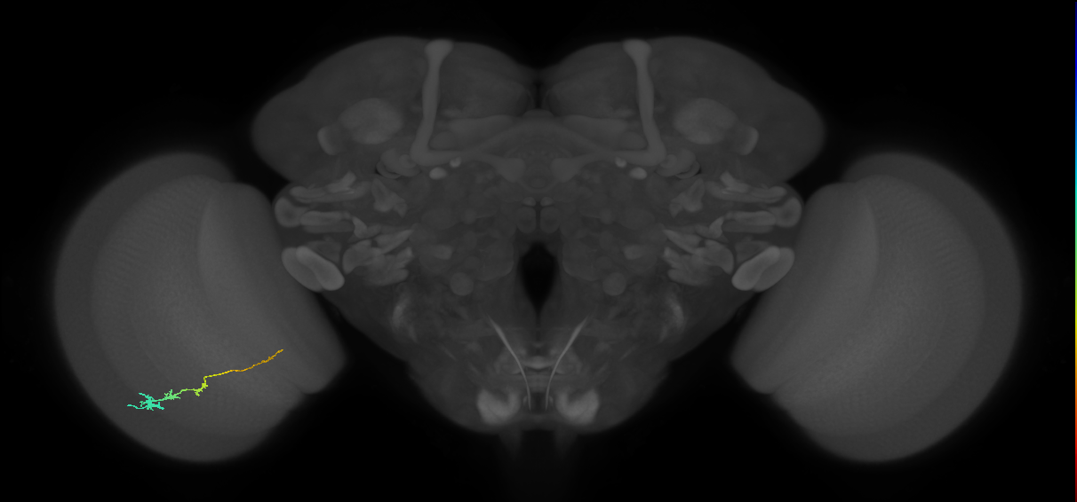 Tm3_L (MaleCNS:529552)