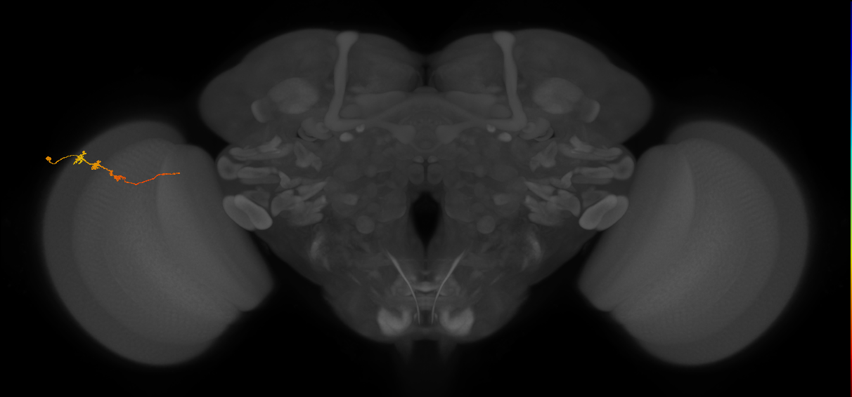 Tm3_L (MaleCNS:144507)