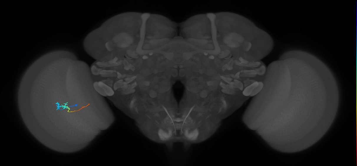 Tm3_L (MaleCNS:164247)