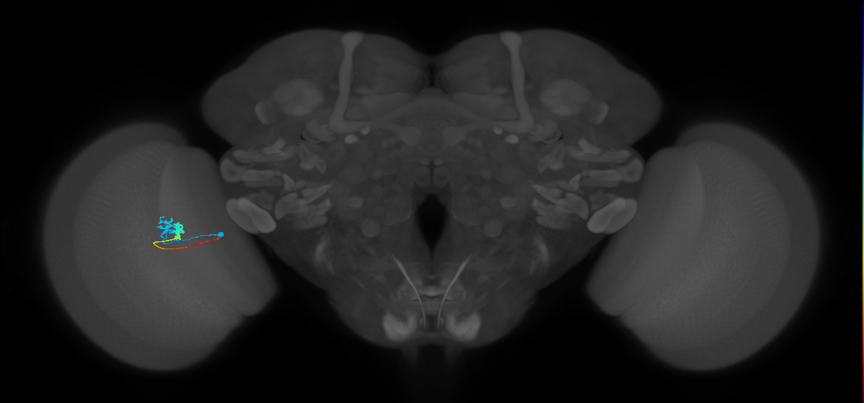 Tm3_L (MaleCNS:117261)