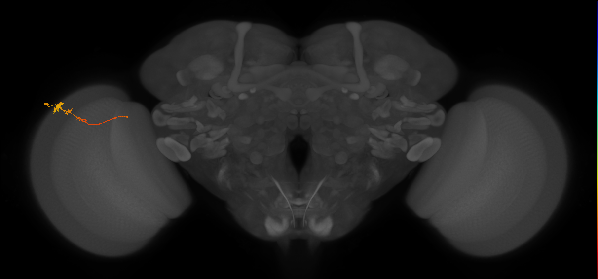 Tm3_L (MaleCNS:82024)